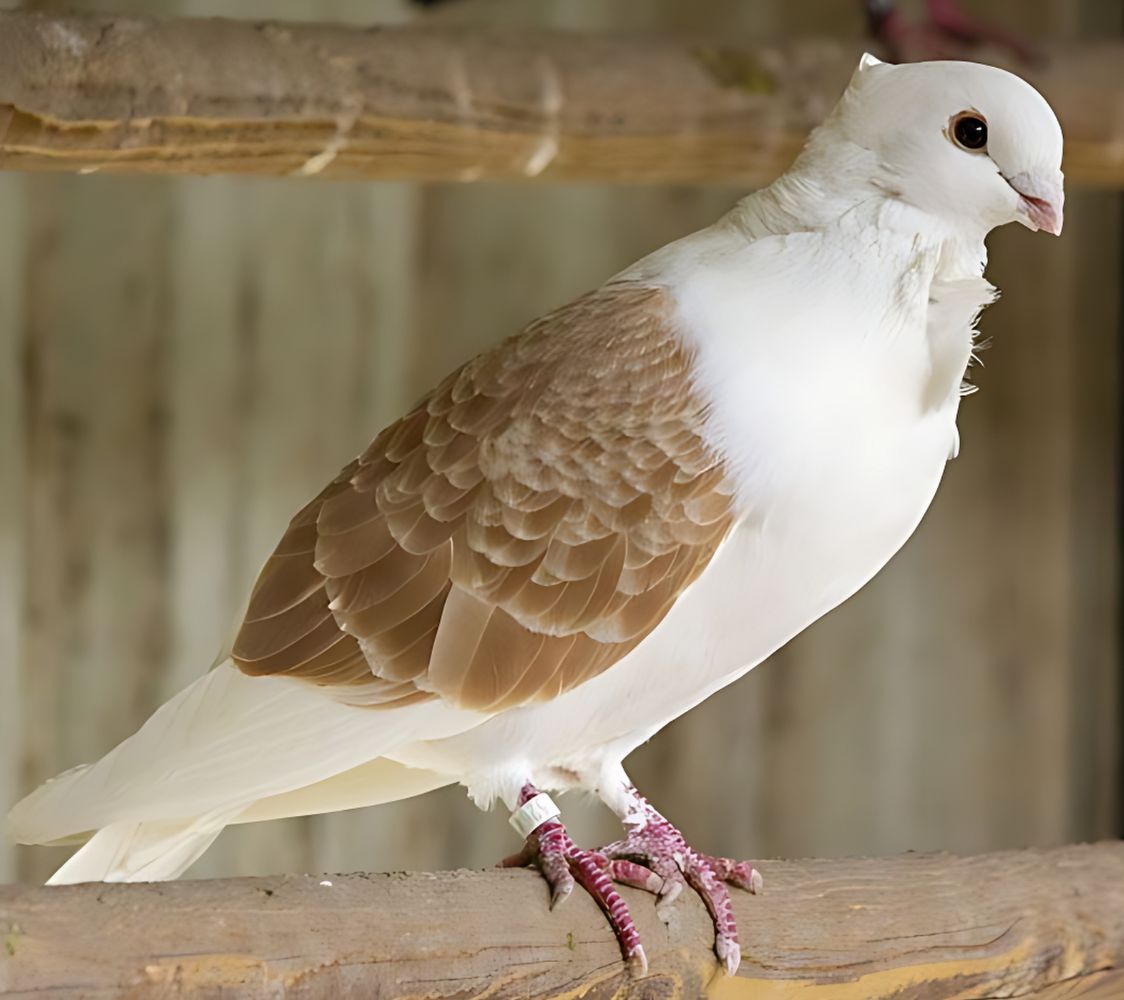 paloma smerle de flandes	