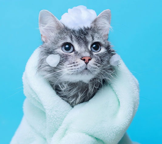 Champú para bañar animales sin usar agua