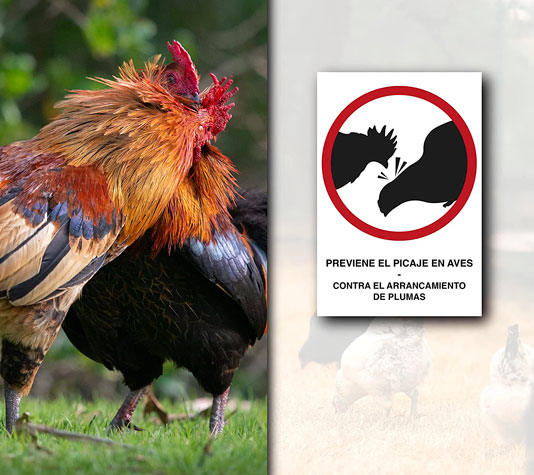 prevenir el picaje en aves de corral