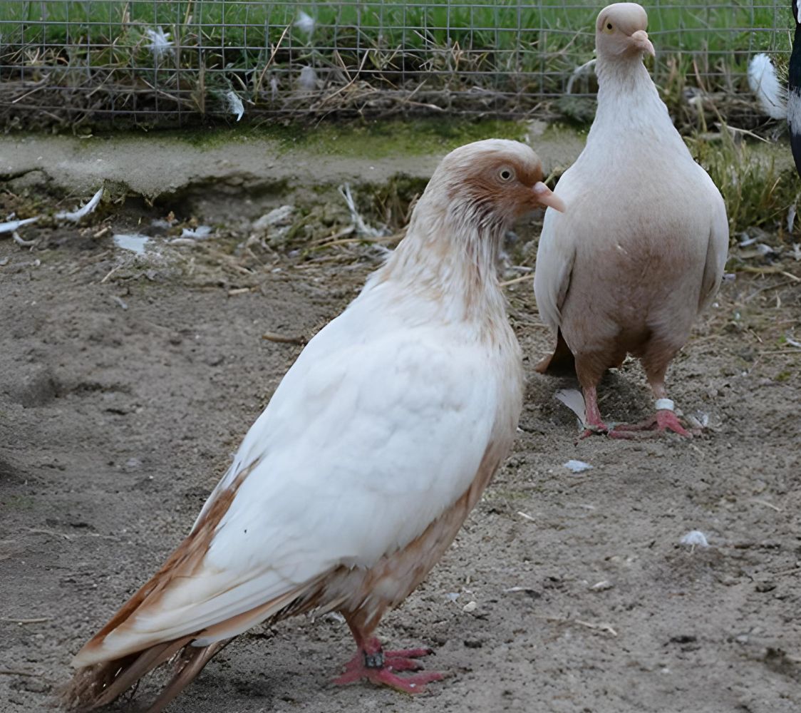 Paloma Suavo de Dinamarca amarillo	