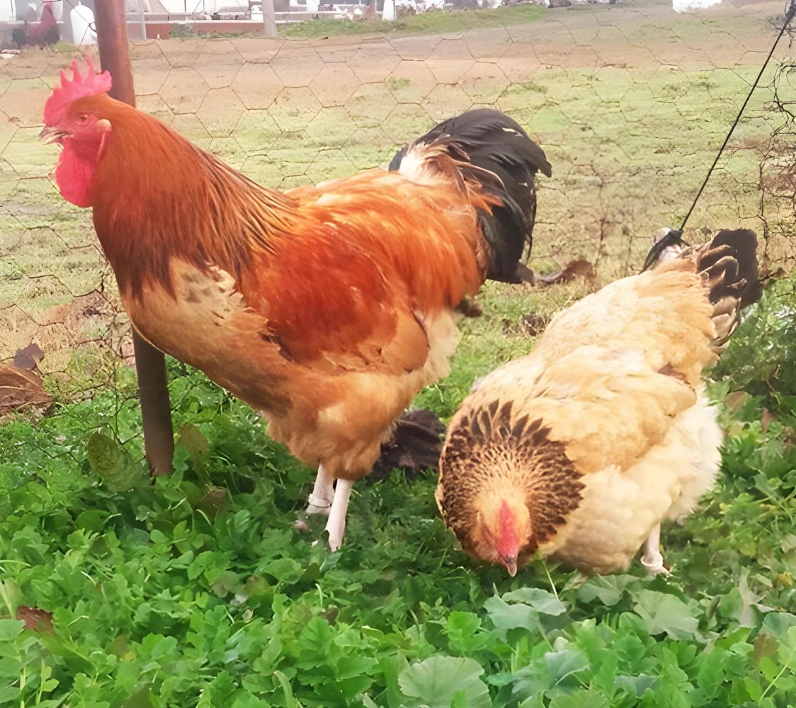 Pareja gallinas Sussex leonado armiñado de negro	