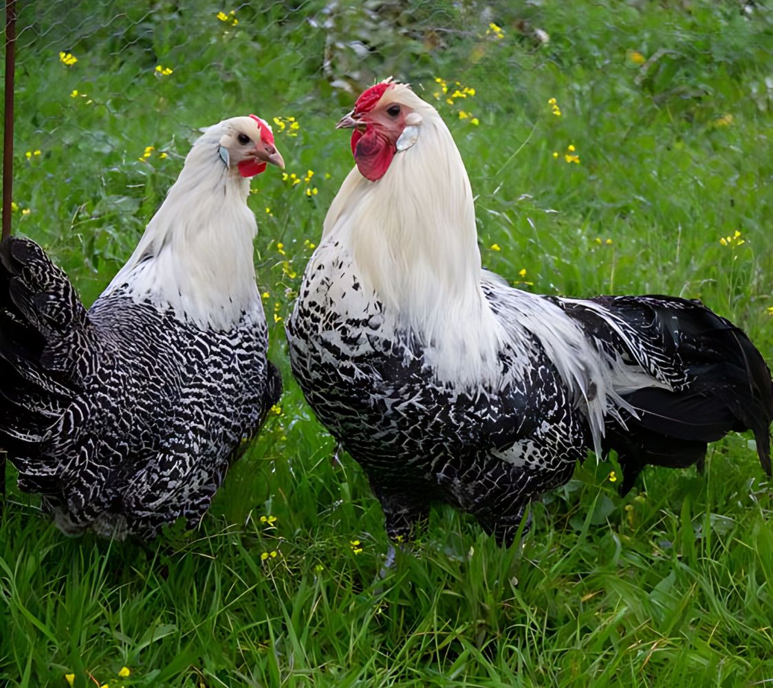 gallina totleger de westfalia	