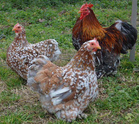 gallinas pekin milflores azul