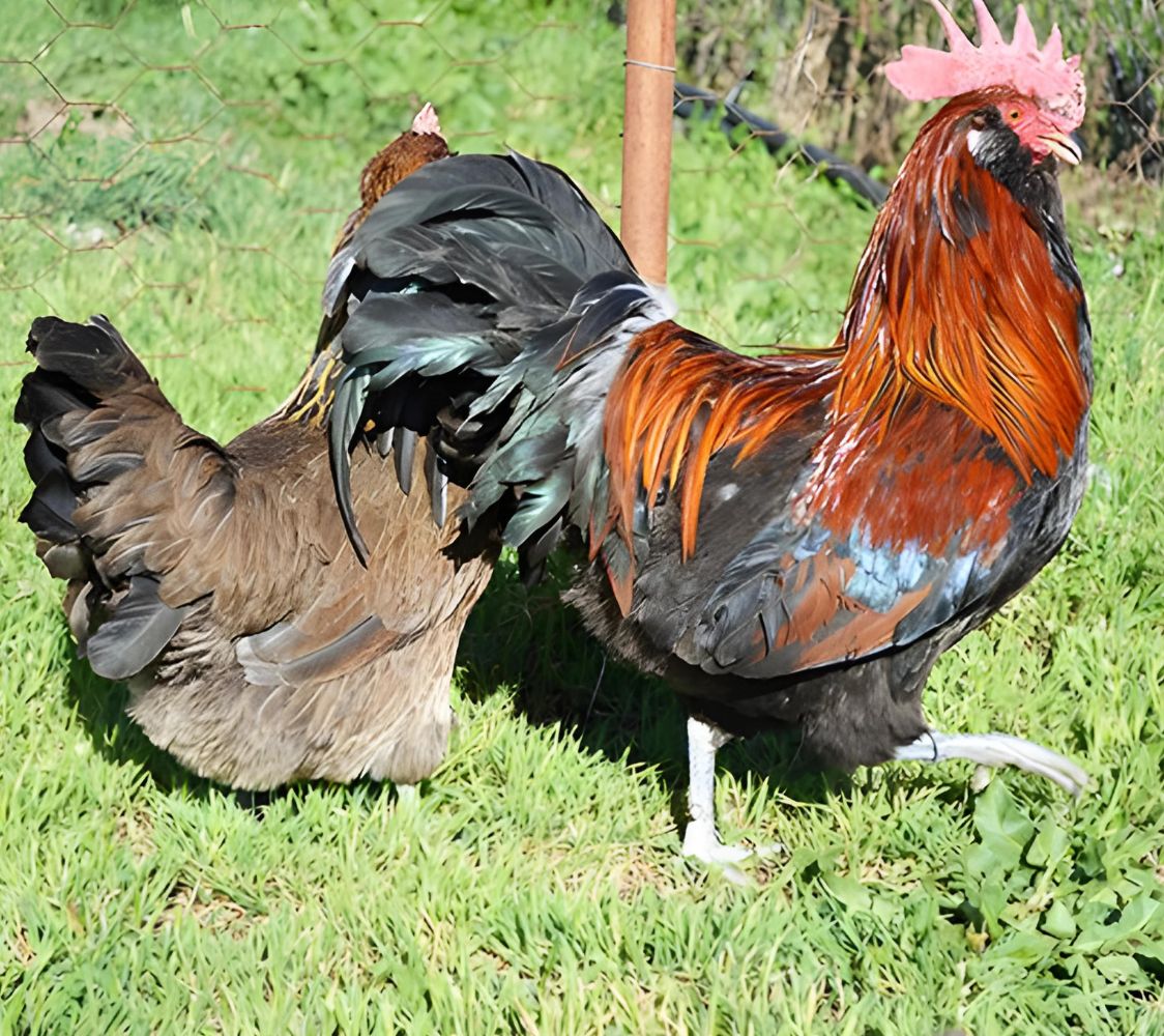 Pareja turingia barbuda color dorada