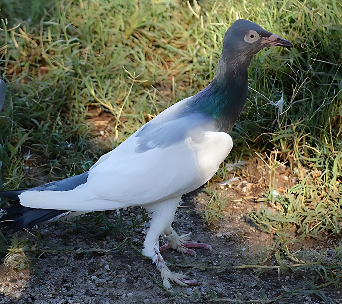 volteadora berlinesa con pico largo color pio	