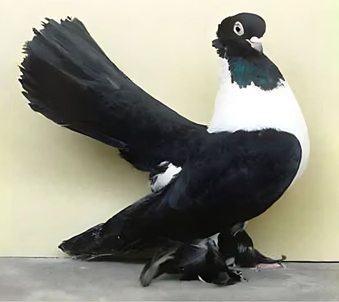 paloma rostov blanca y negra 