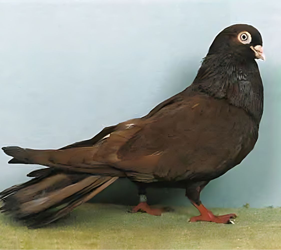 paloma Galati color rojo	