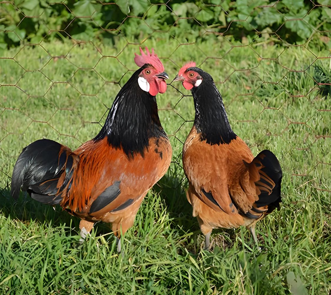 pareja gallinas vorwerk enano	