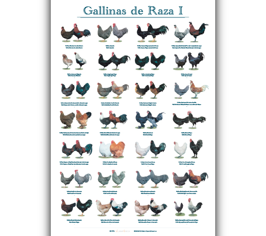poster con razas de gallina
