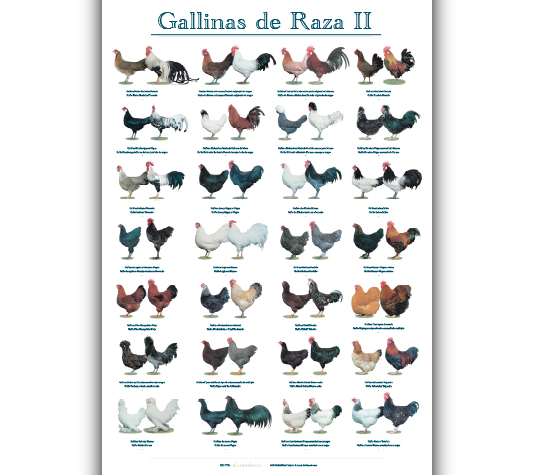 identificación de razas de gallina
