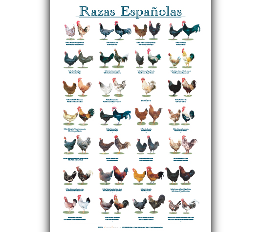 gallinas originarias de España