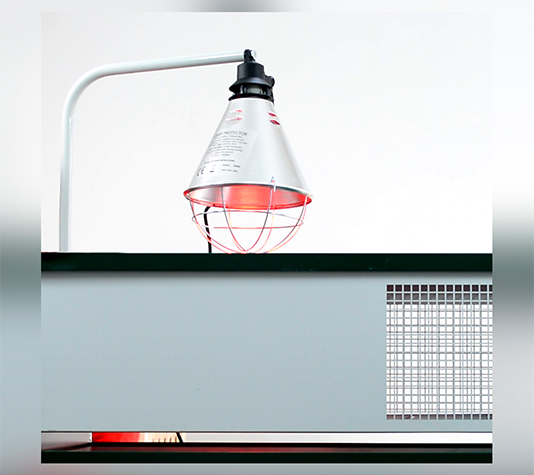 criadora de pollitos