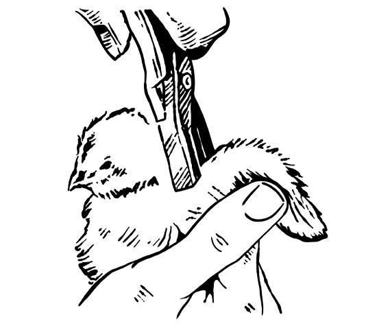 marcas quick pollitos para identificar