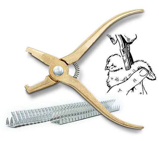 pinzas para marcas quick identificación de pollitos