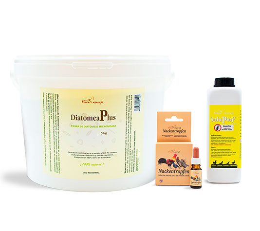 piojo de las gallinas