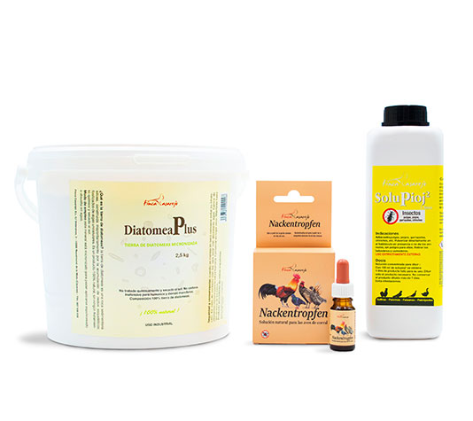 piojo de las gallinas