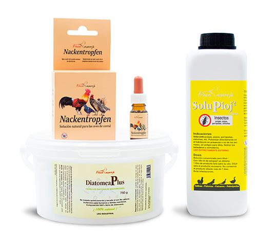 piojo de las gallinas