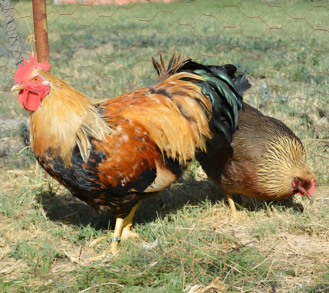 Pareja Welsumer anajarnada	