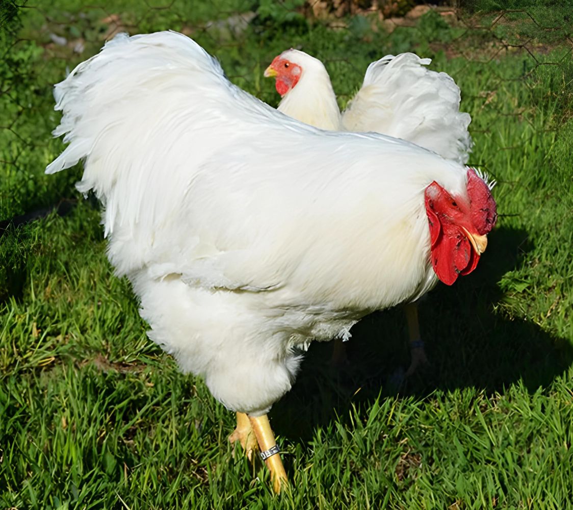 pareja wyandotte blanca	