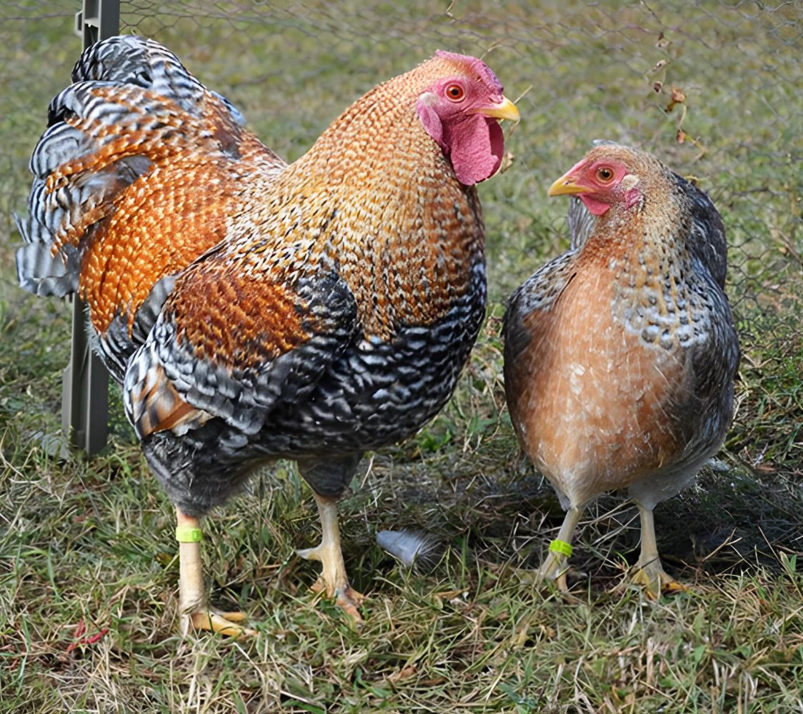 gallina wyandotte enano cuclillo dorado	