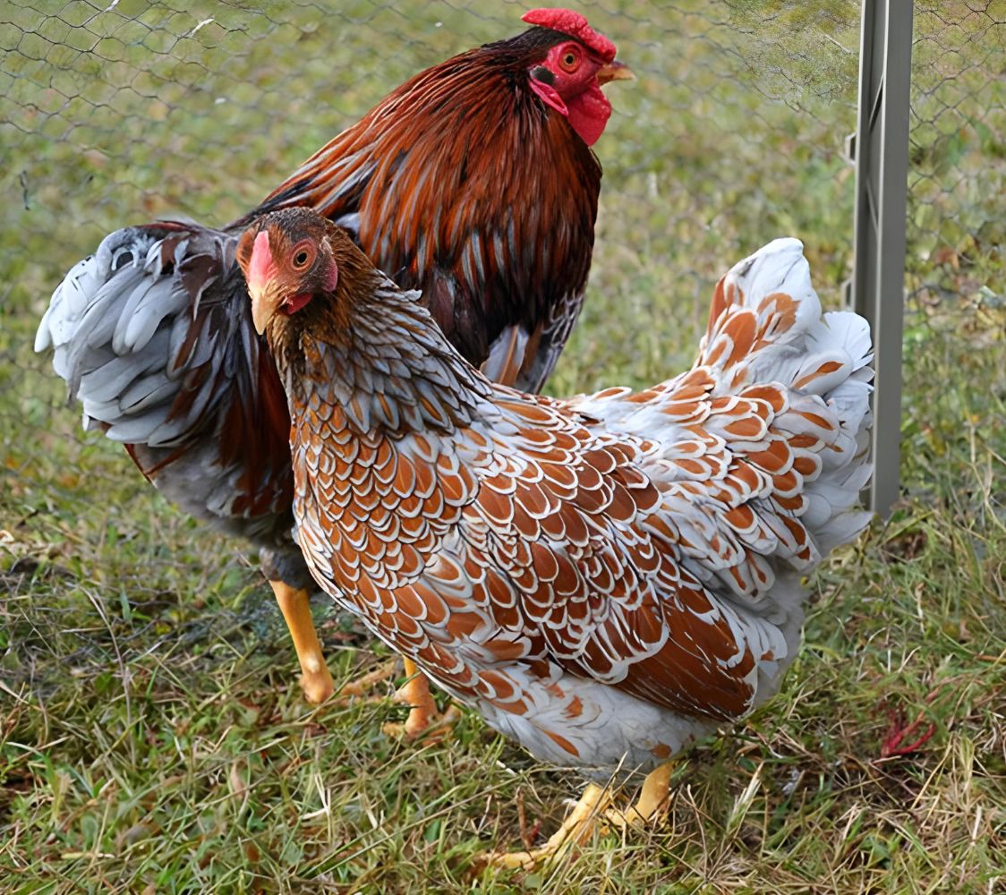 gallinas de raza wyandotte enana	