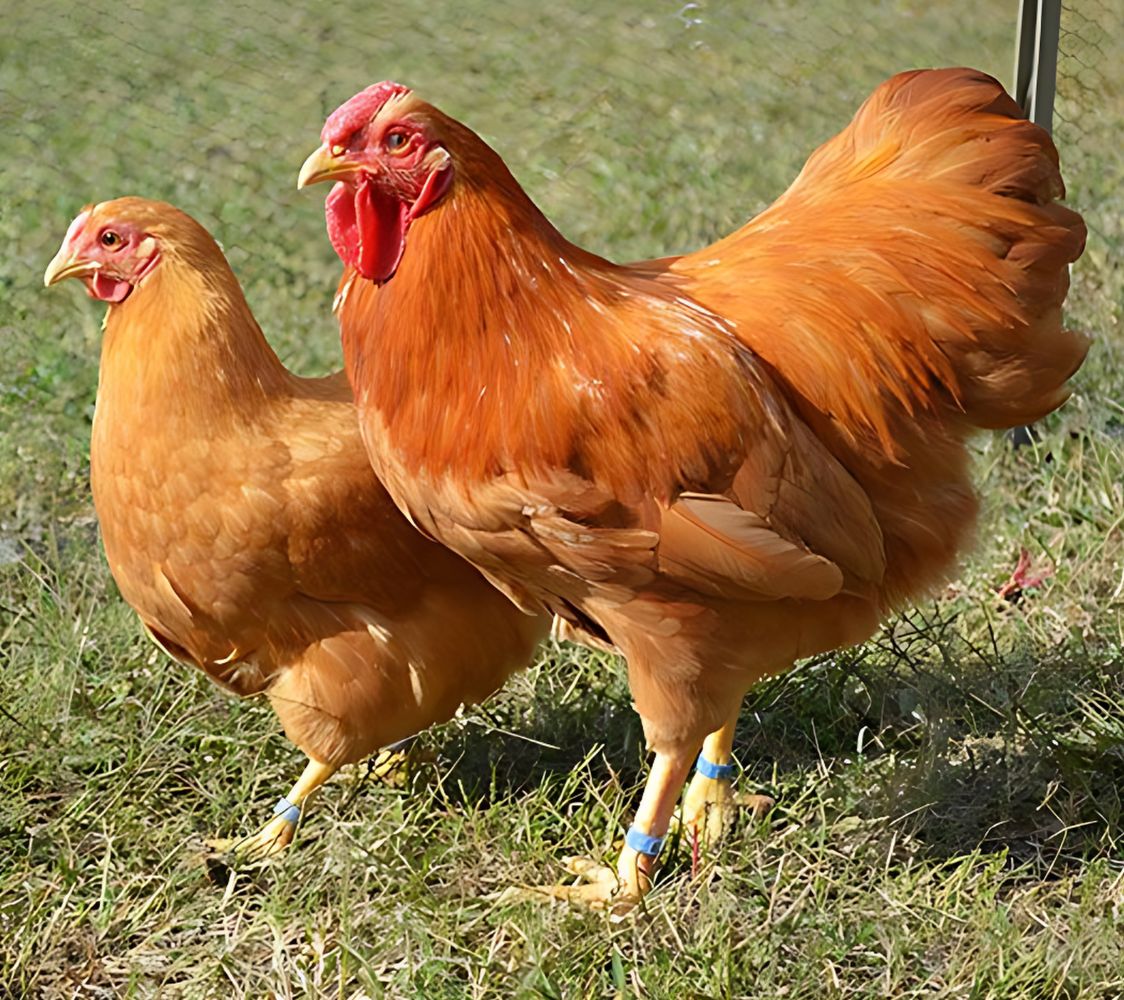 gallina wyandotte enano leonado	