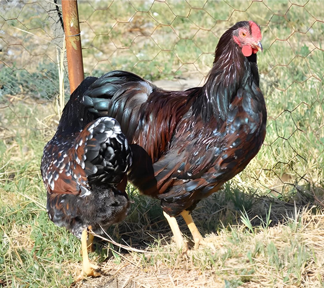 gallinas wyandotte enano tricolor o milflores	