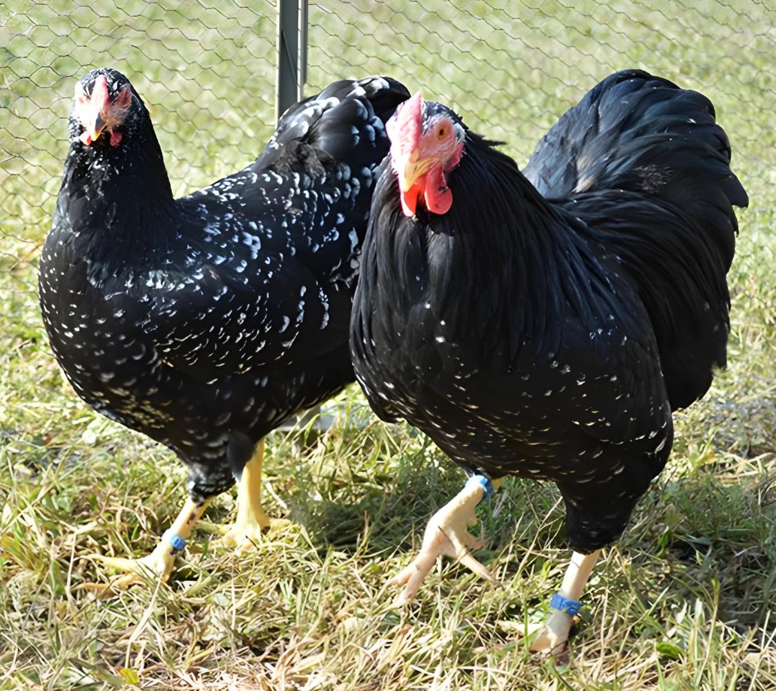  gallina Wyandotte enano negro moteado 