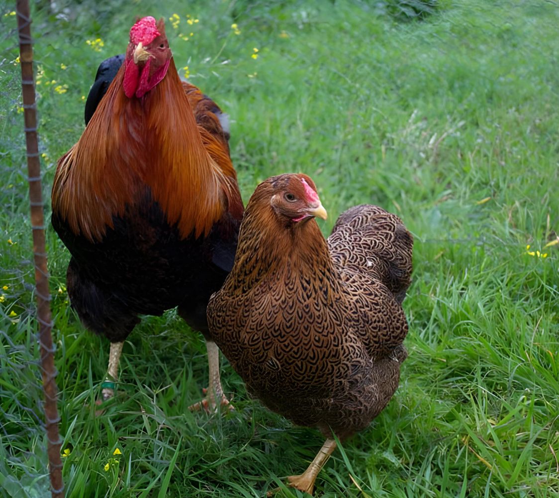 Pareja Wyandotte dorado aperdizado	