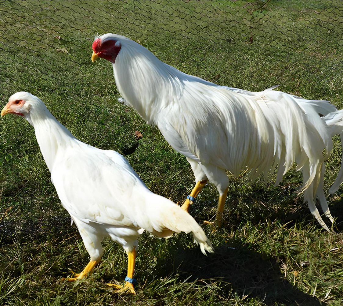 gallina yokohama blanca	