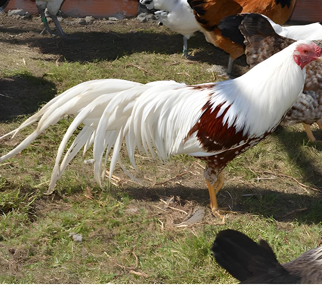 gallo yokohama blanco silla roja	